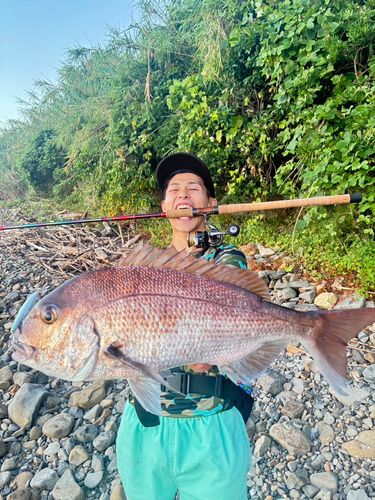 マダイの釣果
