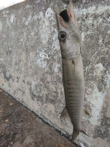 カマスの釣果