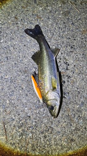 セイゴ（ヒラスズキ）の釣果