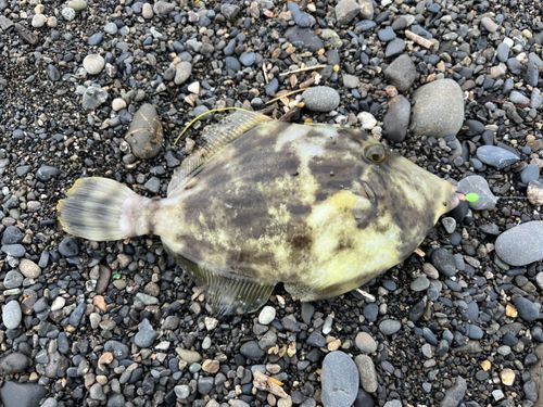 カワハギの釣果