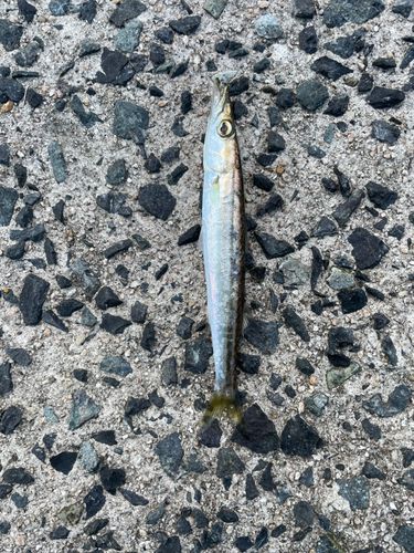 カマスの釣果