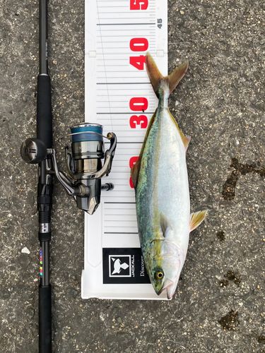 ハマチの釣果