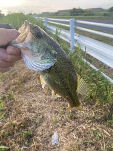 ラージマウスバスの釣果