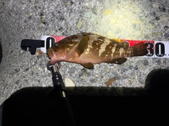 アコウの釣果
