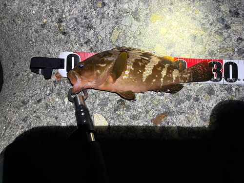 アコウの釣果