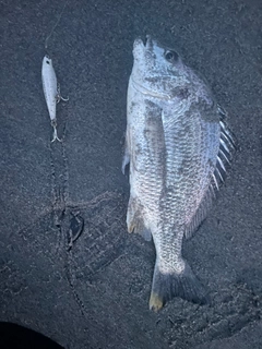 キビレの釣果