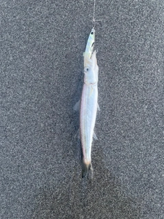 カマスの釣果