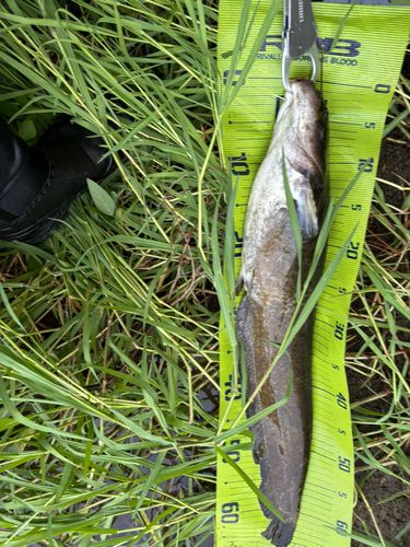 マナマズの釣果