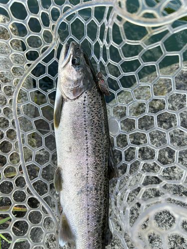 ニジマスの釣果