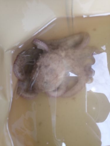 マダコの釣果