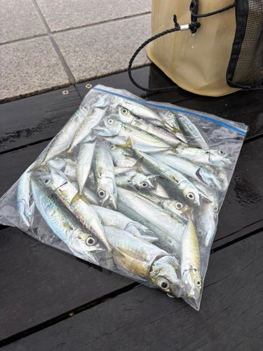 サバの釣果