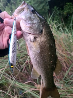 ラージマウスバスの釣果