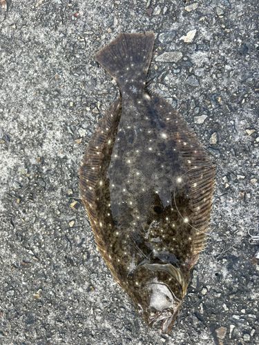 ヒラメの釣果