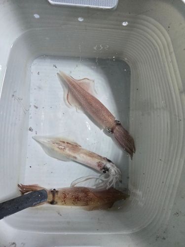 ケンサキイカの釣果