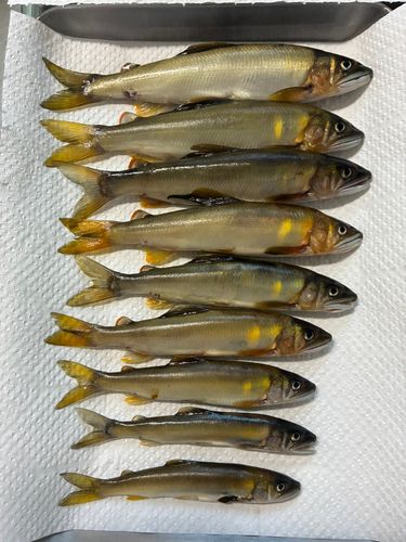 アユの釣果