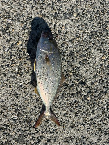 ネリゴの釣果