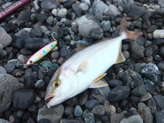 ショゴの釣果