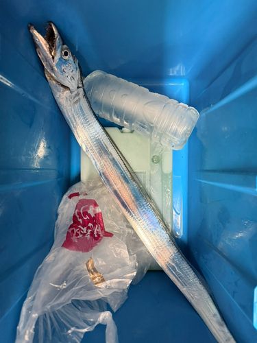 タチウオの釣果