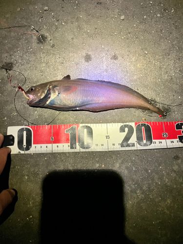 ドンコの釣果