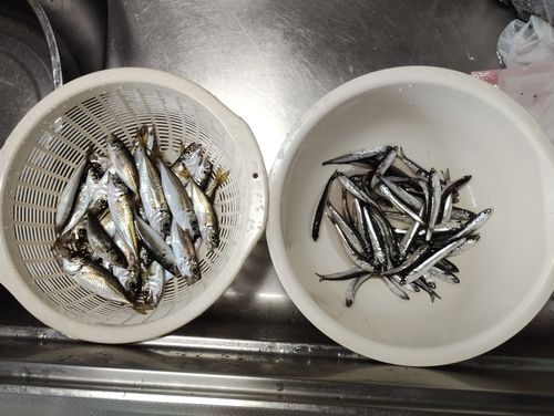 アジの釣果
