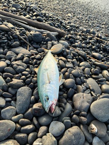 カンパチの釣果