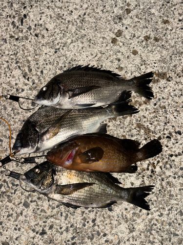 クロダイの釣果