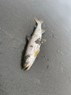 アメマスの釣果