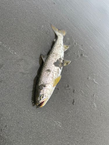 アメマスの釣果