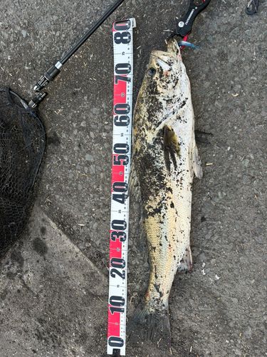 スズキの釣果