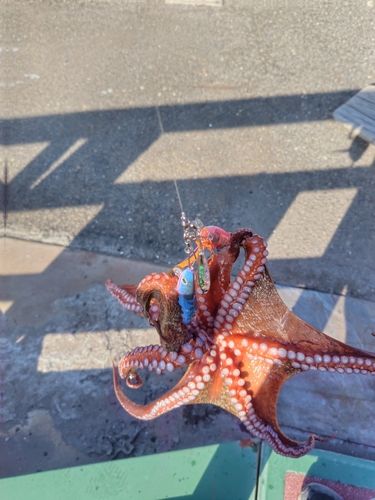 タコの釣果