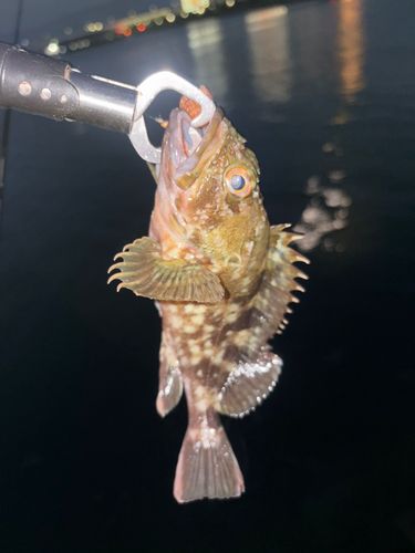 ガシラの釣果