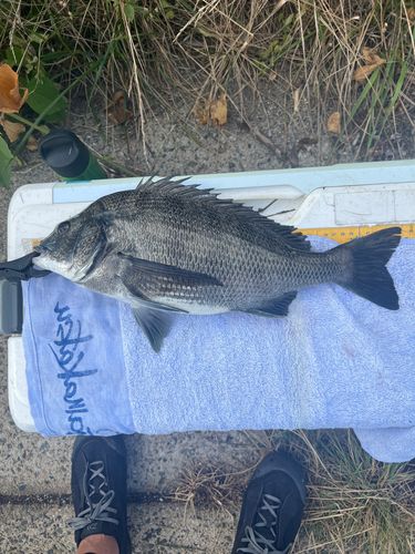 クロダイの釣果