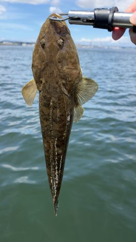 マゴチの釣果