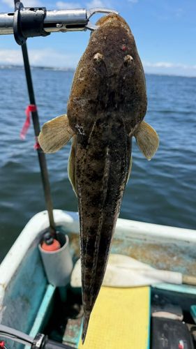 マゴチの釣果