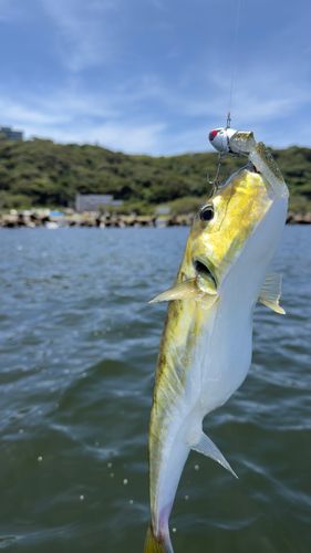 シロサバフグの釣果