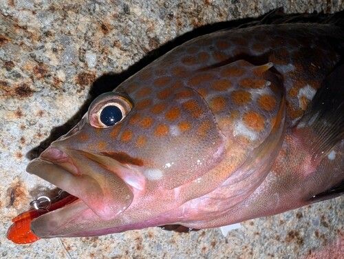 キジハタの釣果