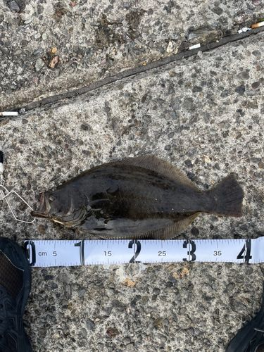 ヒラメの釣果
