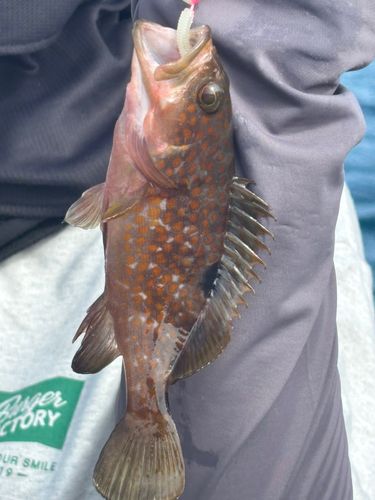 アコウの釣果