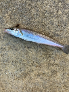 シロギスの釣果