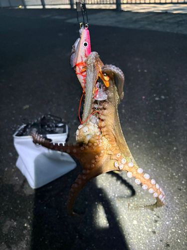 タコの釣果