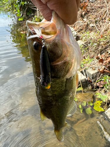 ラージマウスバスの釣果