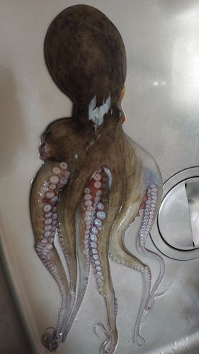 マダコの釣果