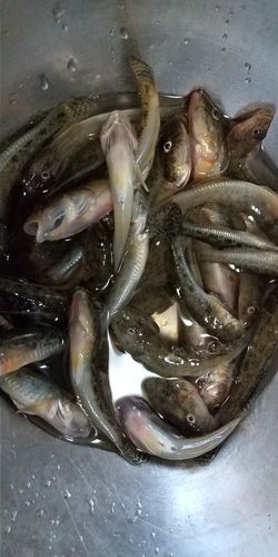 ハゼの釣果