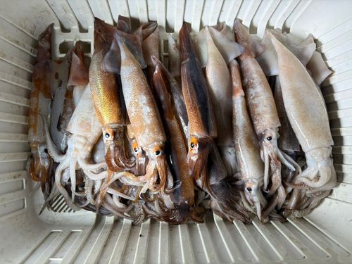 スルメイカの釣果