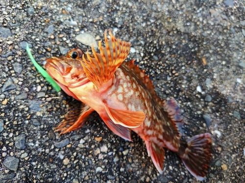 カサゴの釣果