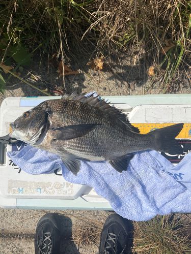 クロダイの釣果