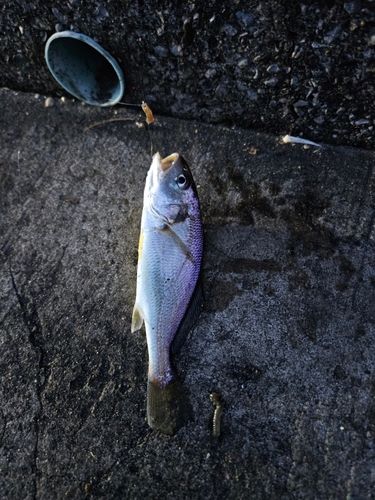 イシモチの釣果