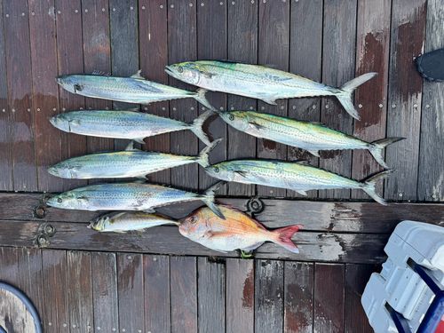 サゴシの釣果
