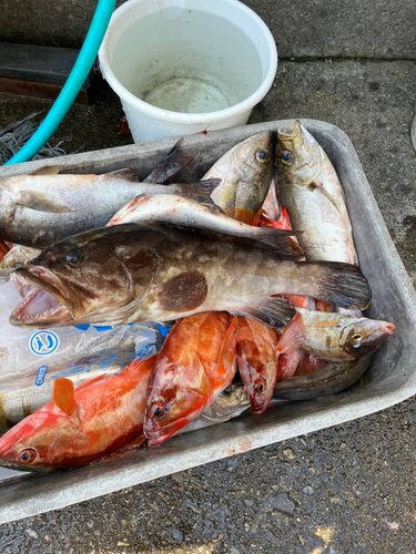 クエの釣果