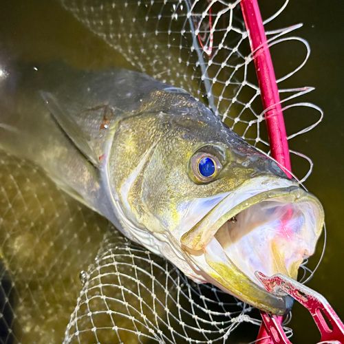 フッコ（マルスズキ）の釣果